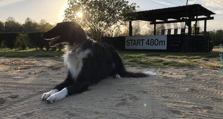 Traiingsplan für Windhund-Rennsport erstellen