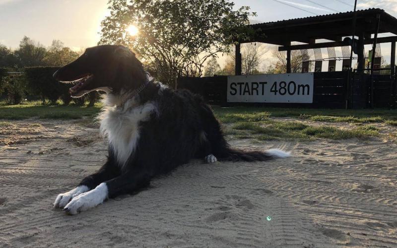 Traiingsplan für Windhund-Rennsport erstellen