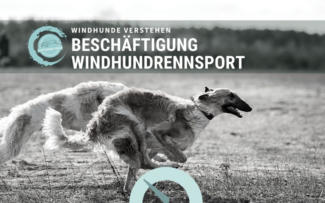 Der Windhund-Rennsport und seine Facetten.