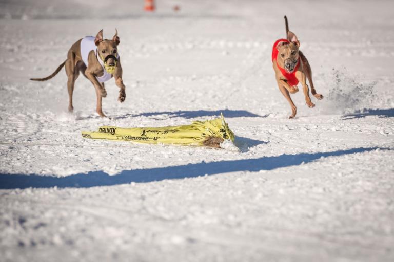 italienische Windspiele beim Schnee-Coursing