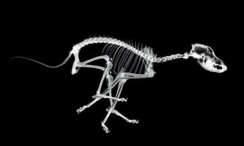 Windhund Skelett in der Flugphase