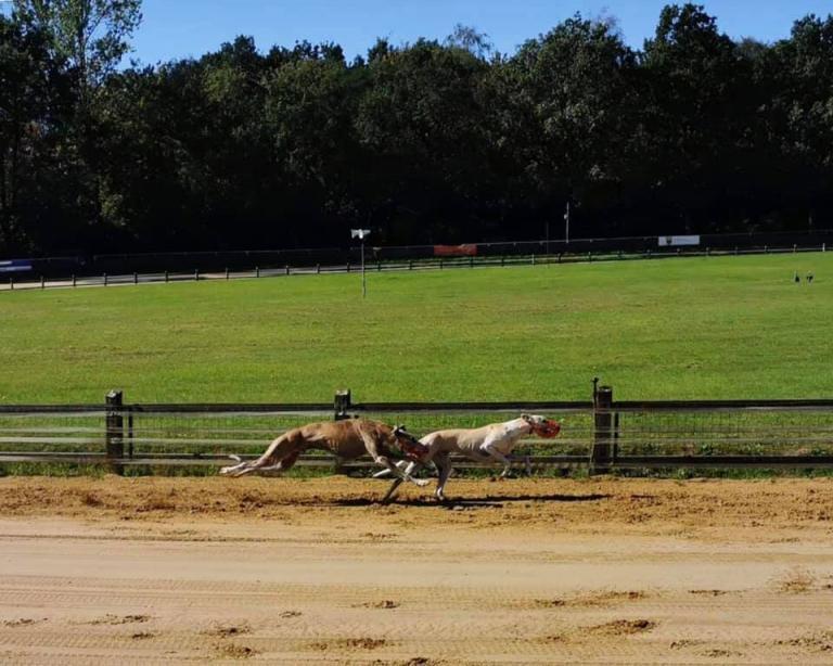 Ida und Happy Gosch, zwei Tierschutz-Galgos machen die Rennbahn zu ihrem Spielplatz