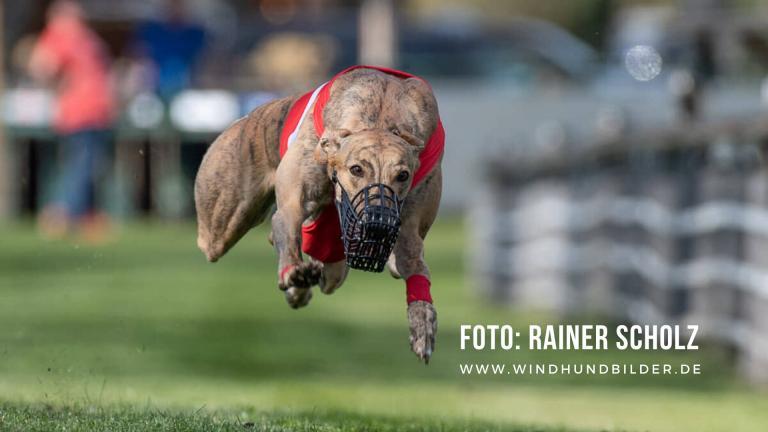 Training für Windhunde im Windhund-Rennsport