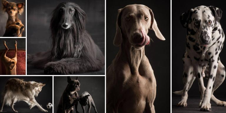 Paul Croes und Inge Nelis Hundefotografie