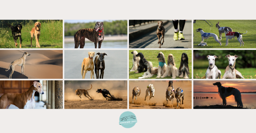 Online-Seminar Windhunde Training und Ausbildung