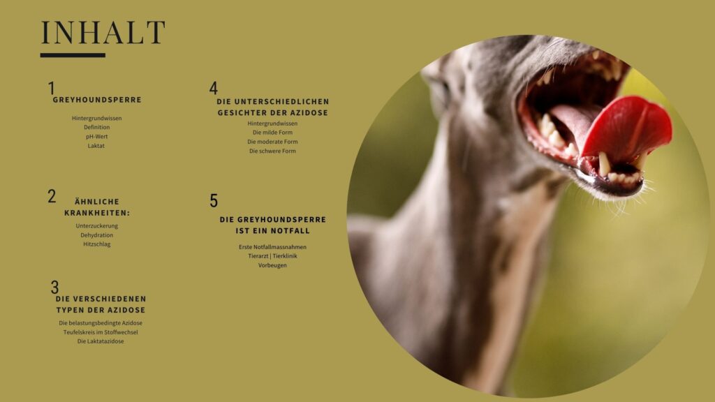 Flip Book #3 Inhalte "Greyhoundsperre"