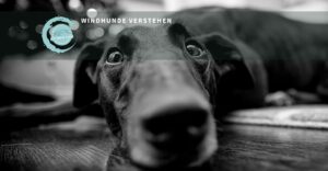 Windhunde verstehen Teil 5.2 Leinenführigkeit