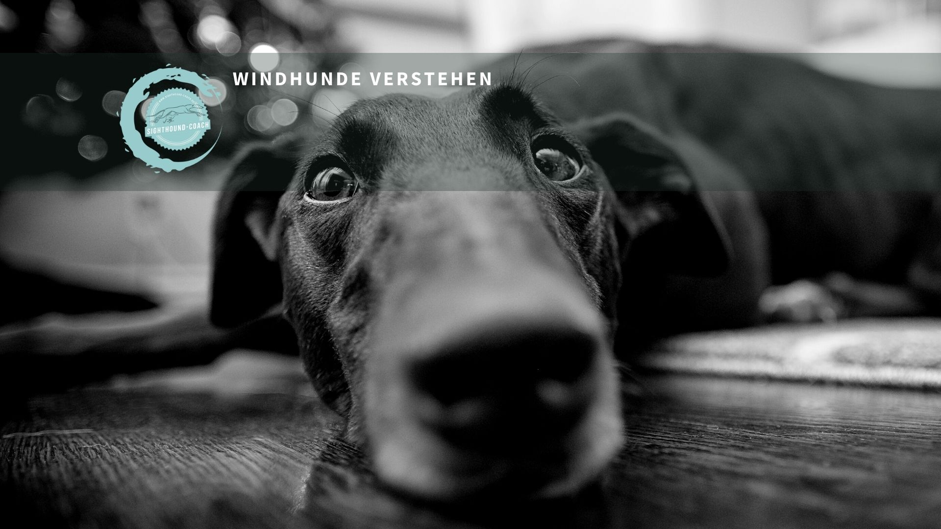 Windhunde verstehen Teil 5.2 Leinenführigkeit