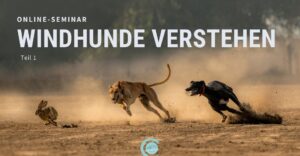 Windhunde verstehen Webinar