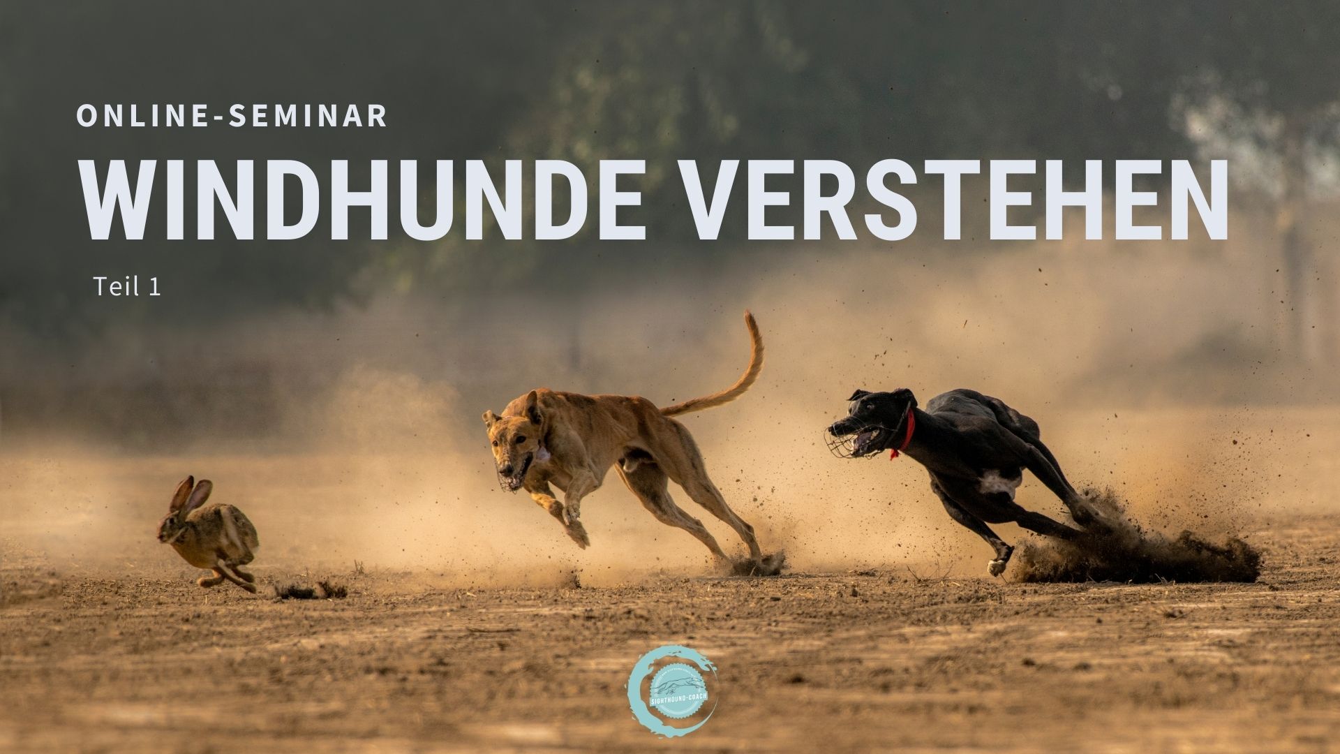 Windhunde verstehen Webinar