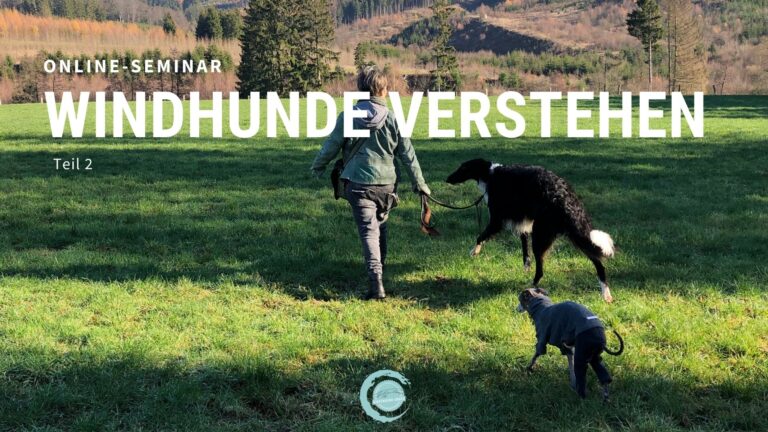 windhunde verstehen Teil 2