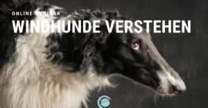 Windhunde verstehen Teil 4