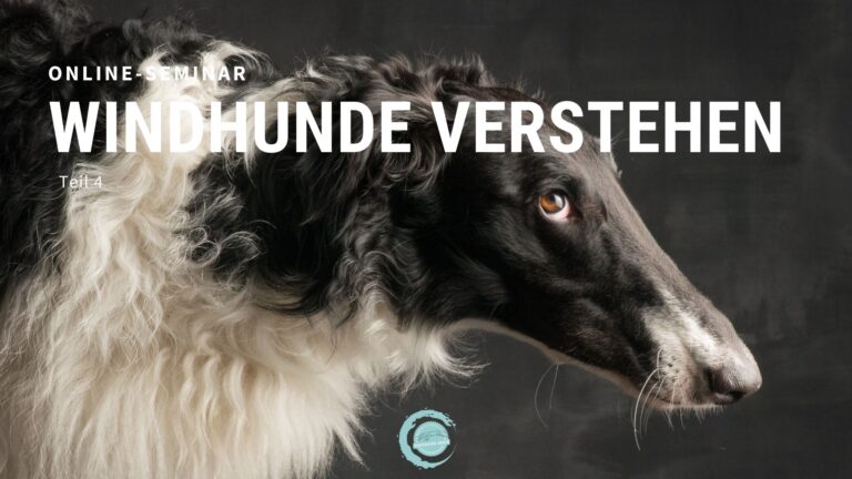 Windhunde verstehen Teil 4