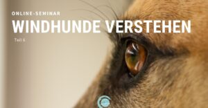 windhunde-verstehen-Teil-6