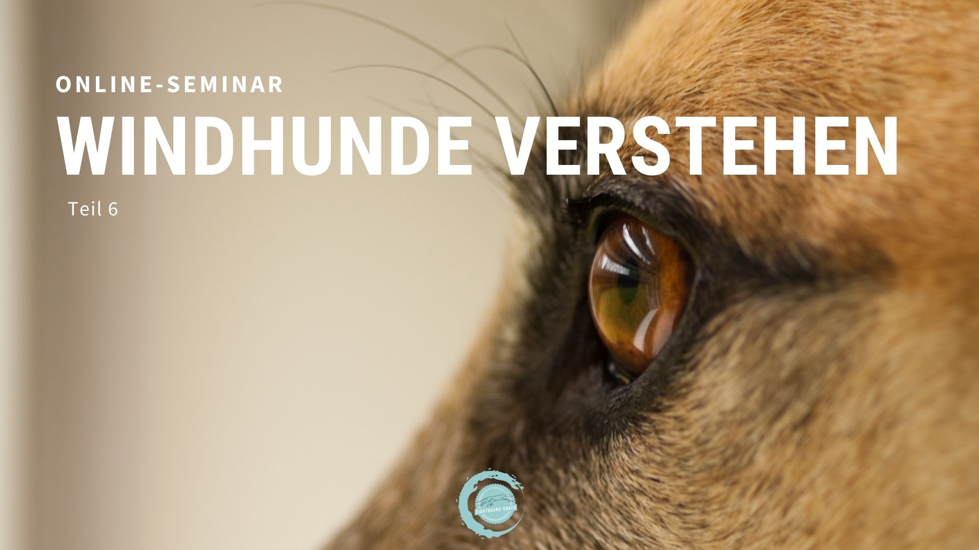 windhunde-verstehen-Teil-6