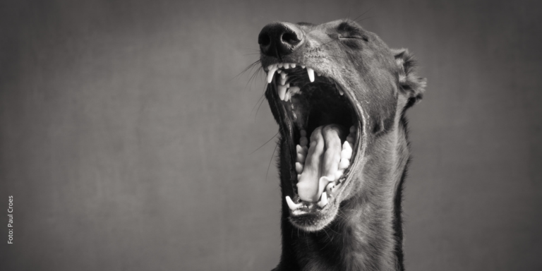 Zahngesundheit. Windhunde verstehen. Dein Windhund, Deine Verantwortung.