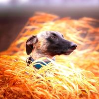 Ein Herbst voller Windhunde: