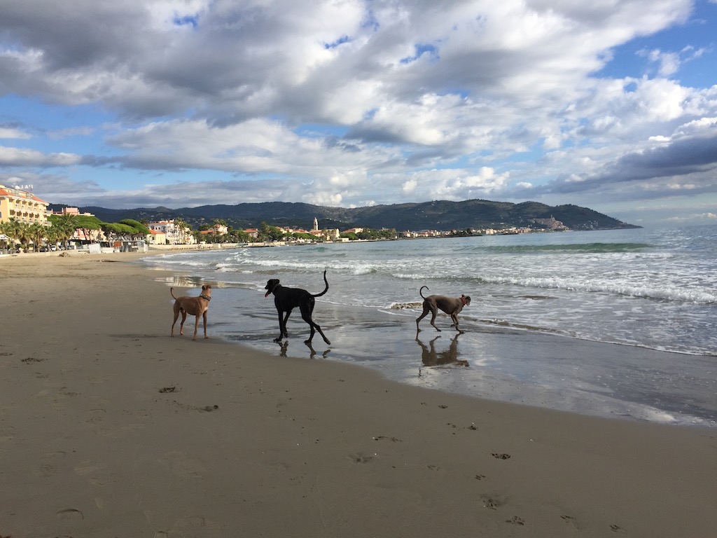  Escaping from Winter an der italienischen Rivieria mit  Windhunden  am Strand Spaß haben.