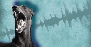 Windhunde verstehen Windhundpodcast Episode 05