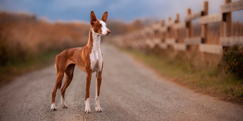 Podenco was soll ich füttern? Windhunde verstehen.