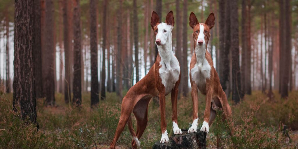 Podenco und Windhund welches Futter? Windhunde verstehen