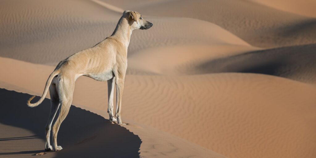 Der Windhund im Ruhestand sollte trotzdem kein Übergewicht haben.