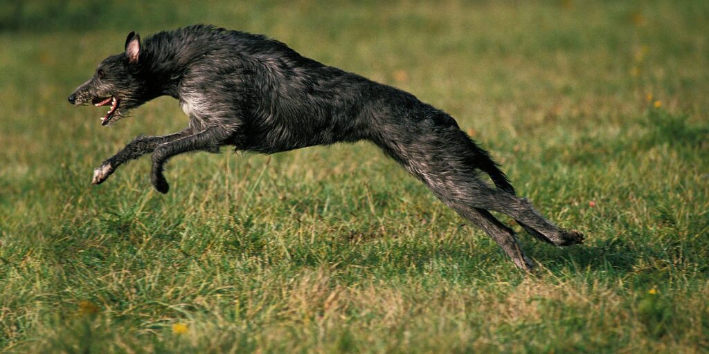 Ernährung von Windhund & Podenco. Windhunde verstehen.