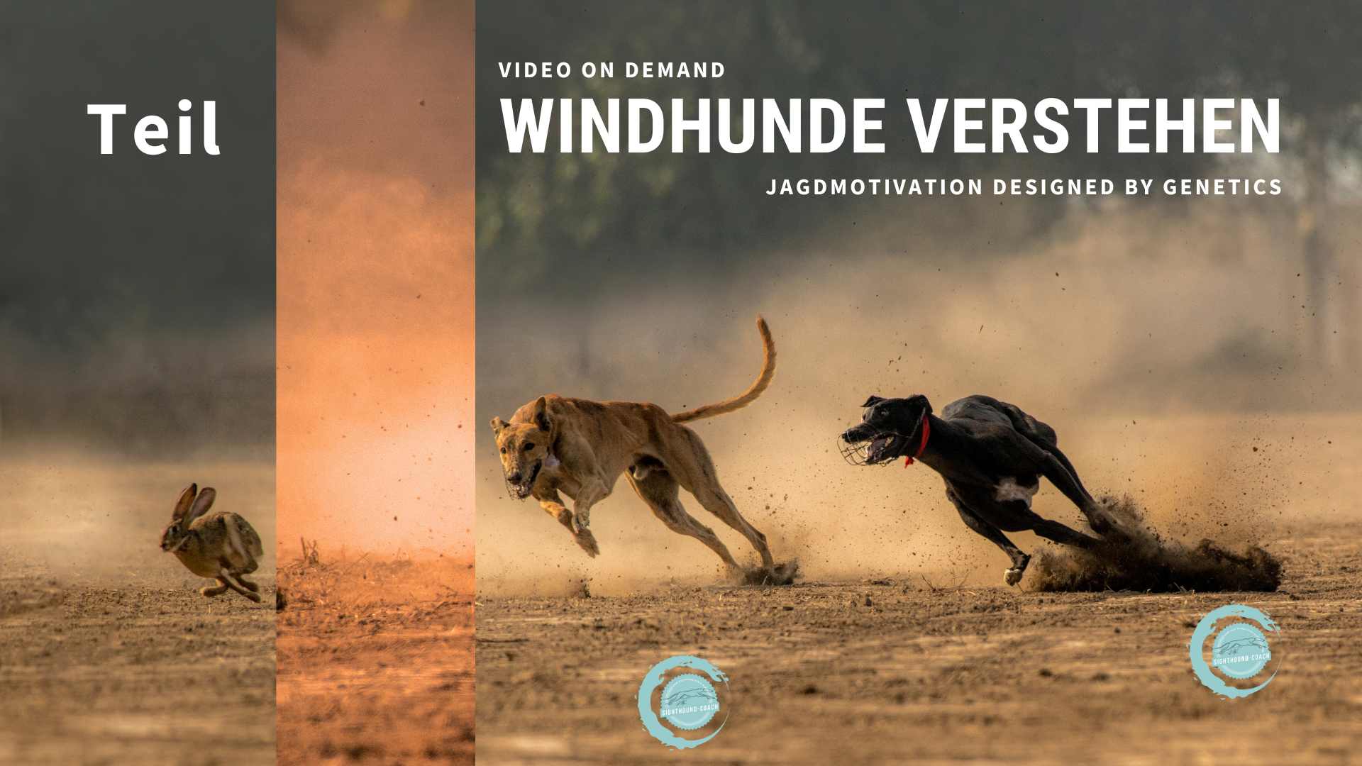 Windhunde verstehen Teil 1 - VOD 2023
