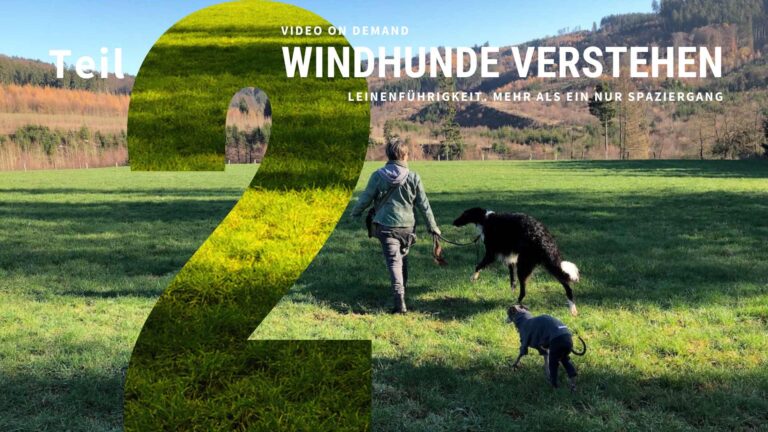 Windhunde verstehen Teil 2 - VOD 2023