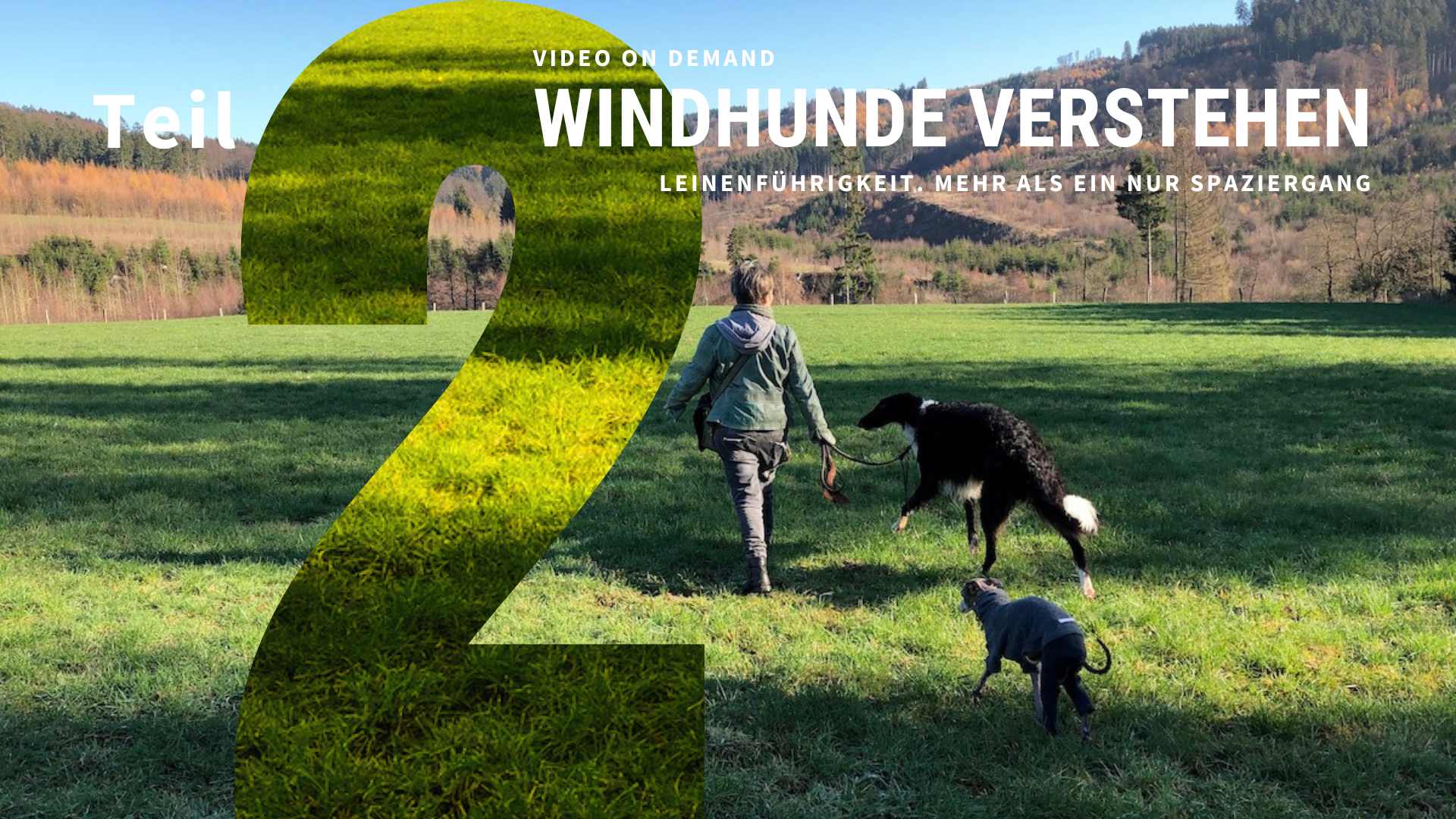 Windhunde verstehen – Teil 2