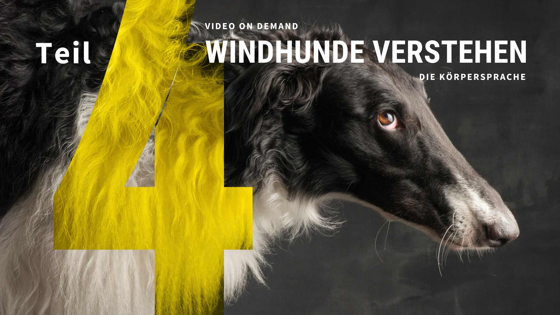 Windhunde verstehen Teil 4 - VOD 2023