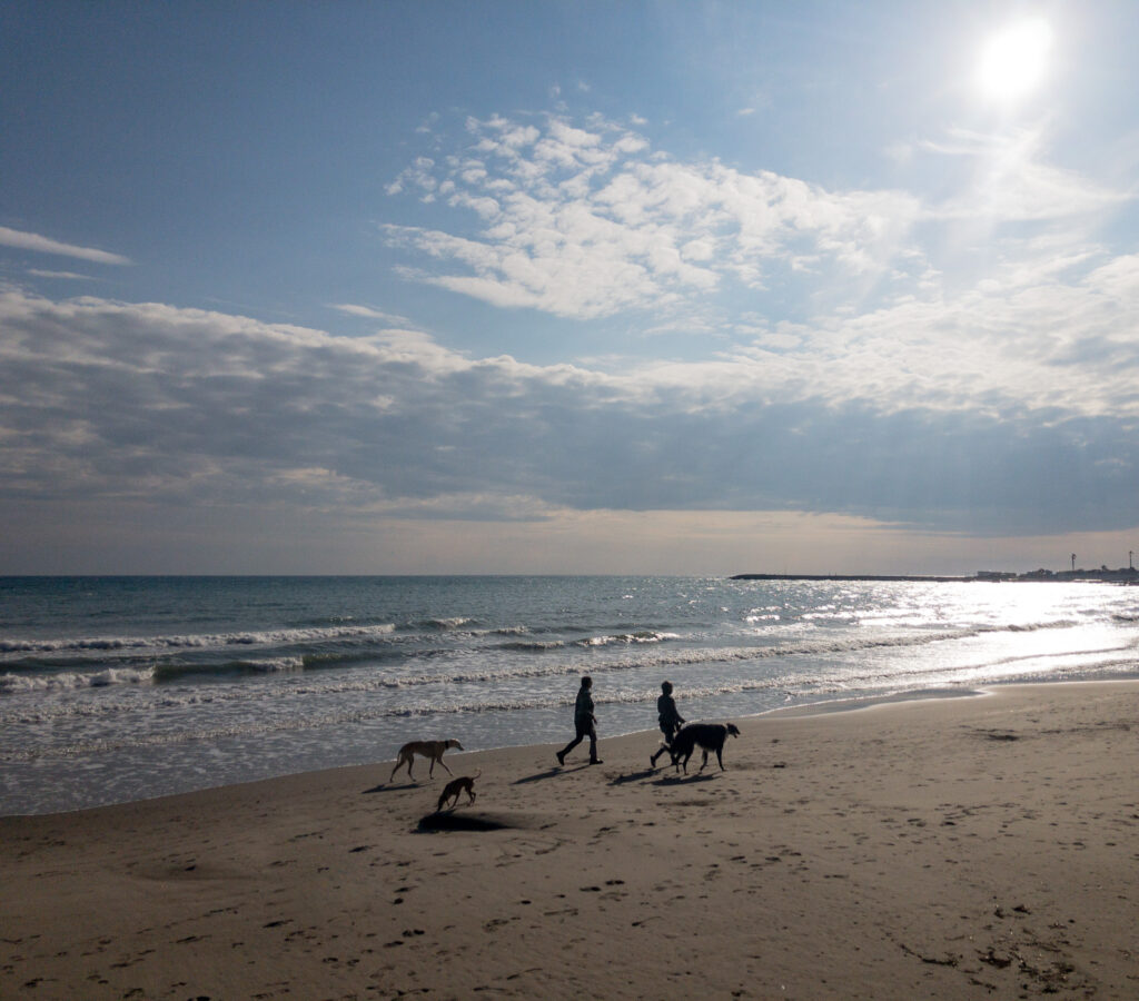 Windhunde verstehen. Dein Windhund, Deine Verantwortung.