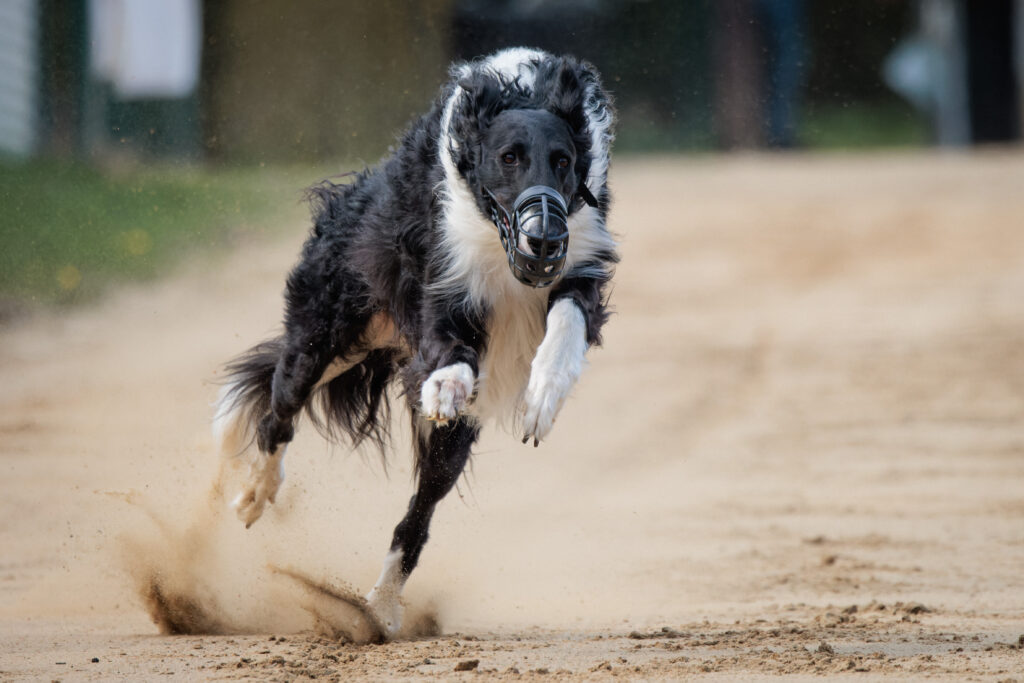 Windhunde verstehen. Training auf der Rennbahn. Dein Windhund, Deine Verantwortung.