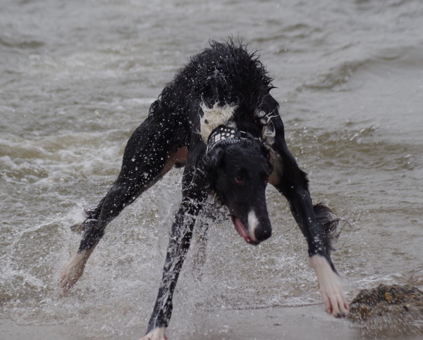 Zeigt her Eure Pfoten. Windhunde verstehen. Dein Windhund, Deine Verantwortung.