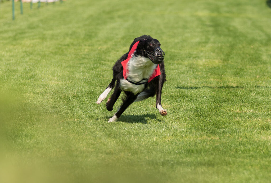 Windhunde verstehen. Masse mal Geschwindigkeit. Auch auf unsere Windhunde wirken die physikalischen Kräfte.