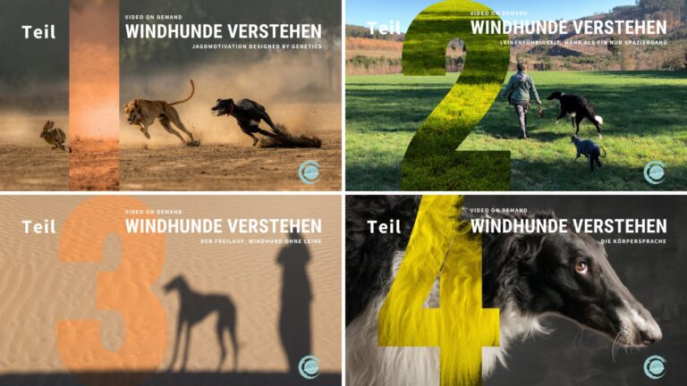 4er Serien Windhunde verstehen - E-Learning on Demand