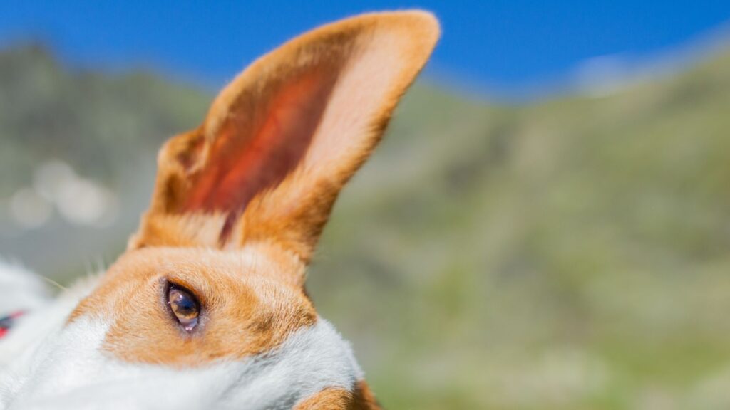 Die tiefe Verbindung verstehen. Podenco Ohr