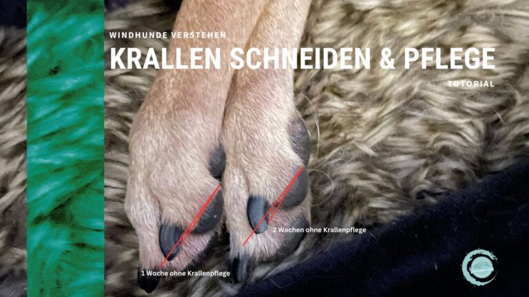 Tutorial 01: Krallen schneiden beim Windhund.