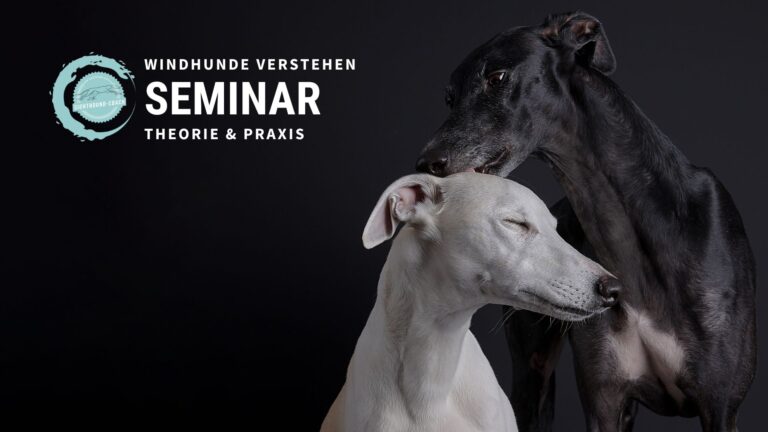 Seminar "Windhunde verstehen"