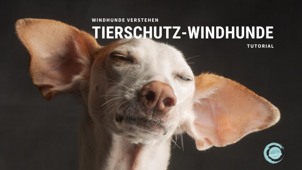 Tutorial: 

Tierschutz Windhunde