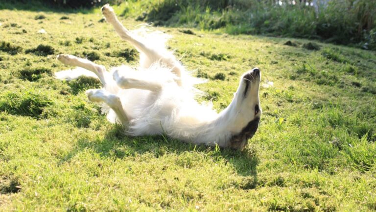 Registrierung für das Windhund-Magazin.