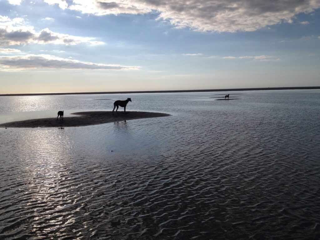 Spyder im Wattenmeer