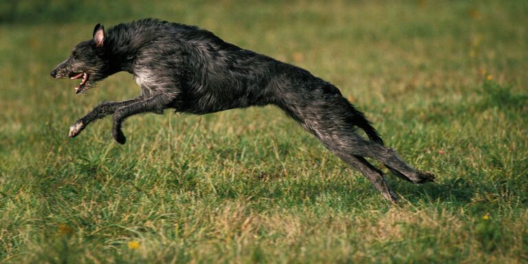 Deerhound