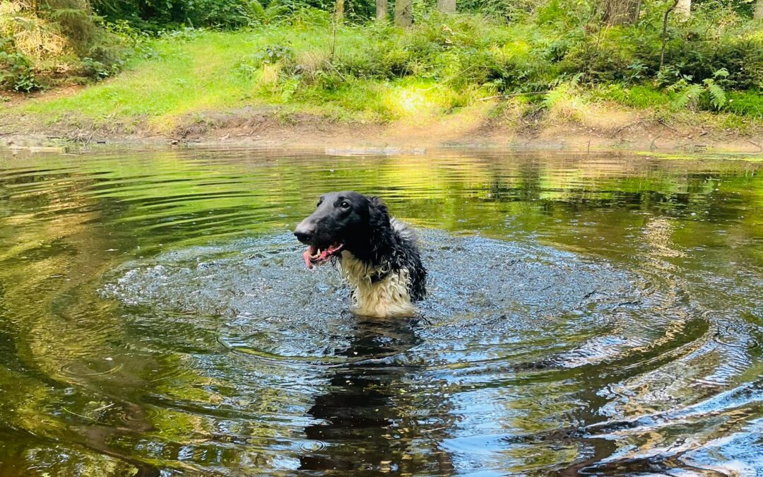 Zeitumstellung - Windhund im Wasser