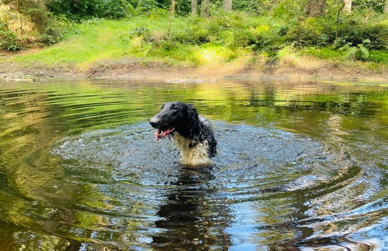 Zeitumstellung - Windhund im Wasser