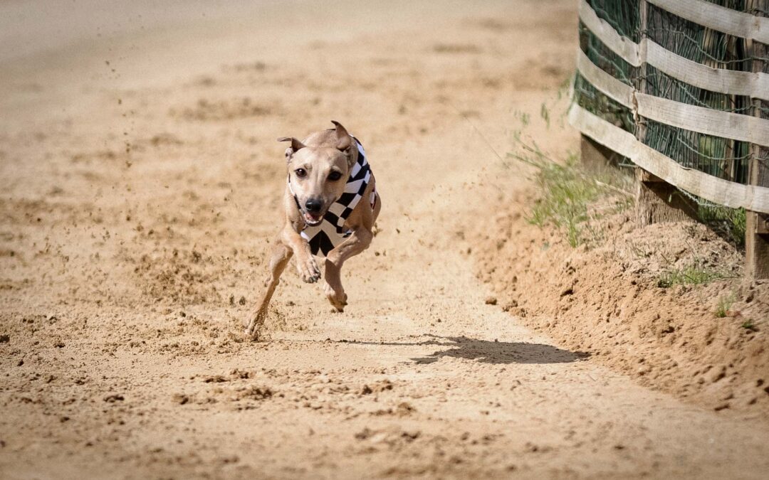 Wann ist ein Windhund bereit für den Rennsport?