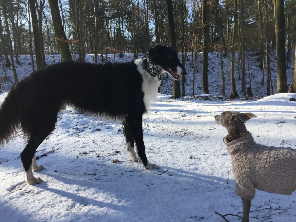 Barsoi und ital. Windspiel im Schnee in Hamburg