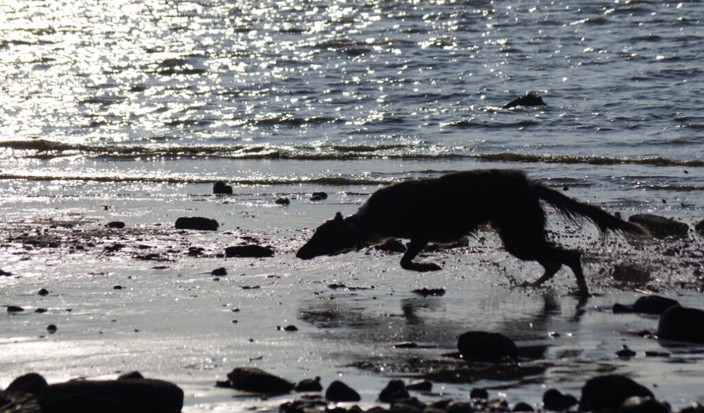 Barsoi am Strand