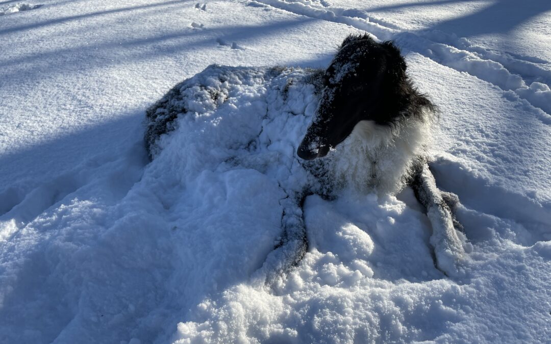 Schnee mit Windhund