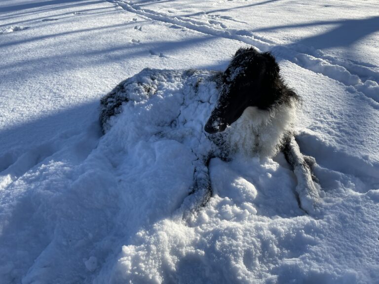 Schnee mit Windhund